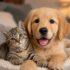 cão e gato fofos pets